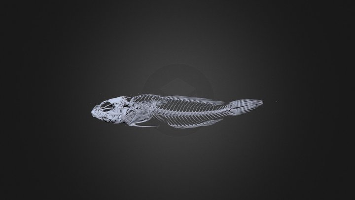 Cottus klamathensis (Marbled Sculpin) Skeleton 3D Model