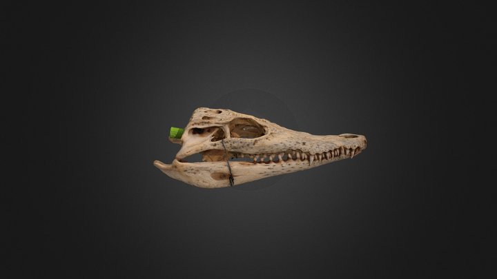 Krokodilskalle 3D Model
