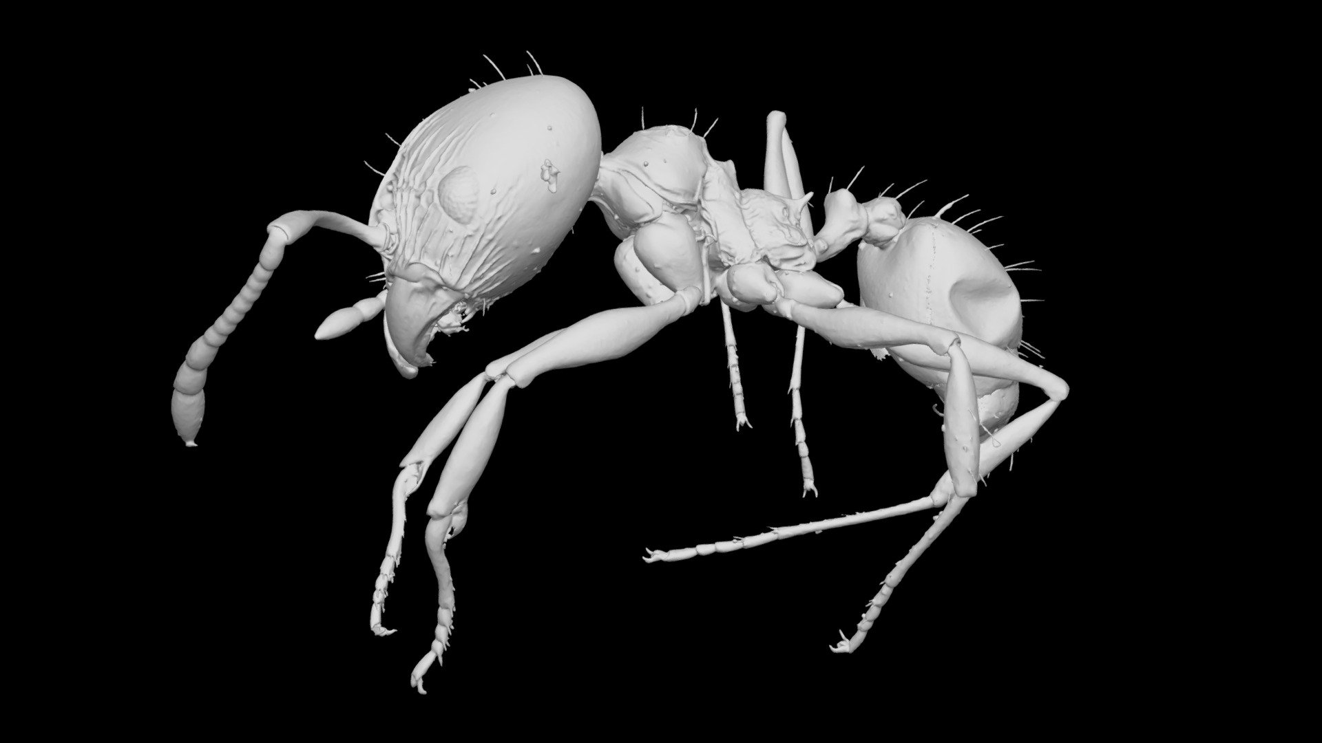Pheidole mapinguari Major Worker CASENT0742947