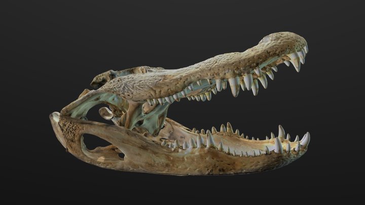 American Alligator, by Ed Good 3D Model