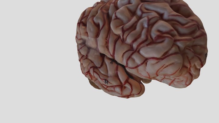 vascular_brain_model_-_midsagittal_section 3D Model