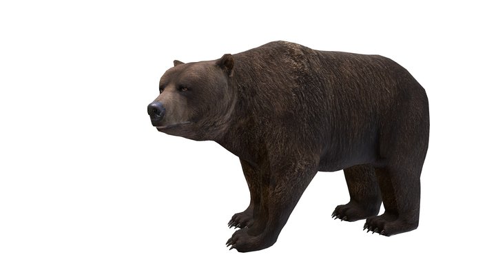 Bear Male 3D Model