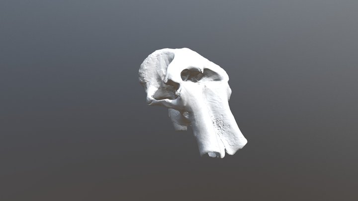 Columbian Mammoth skull 3D Model