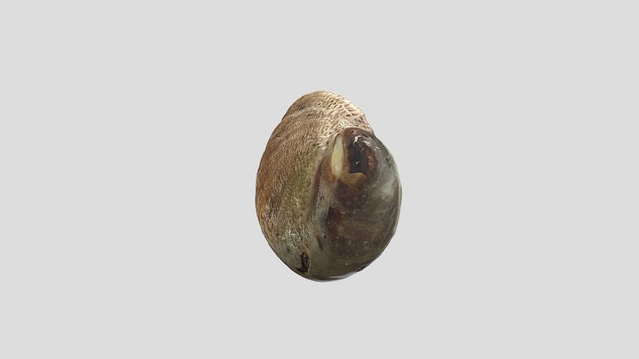 Slipper limpet (Crepidula fornicata) 3D Model
