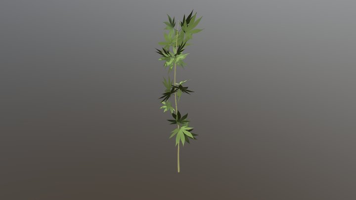 IHemp Hennepplant 3D Model