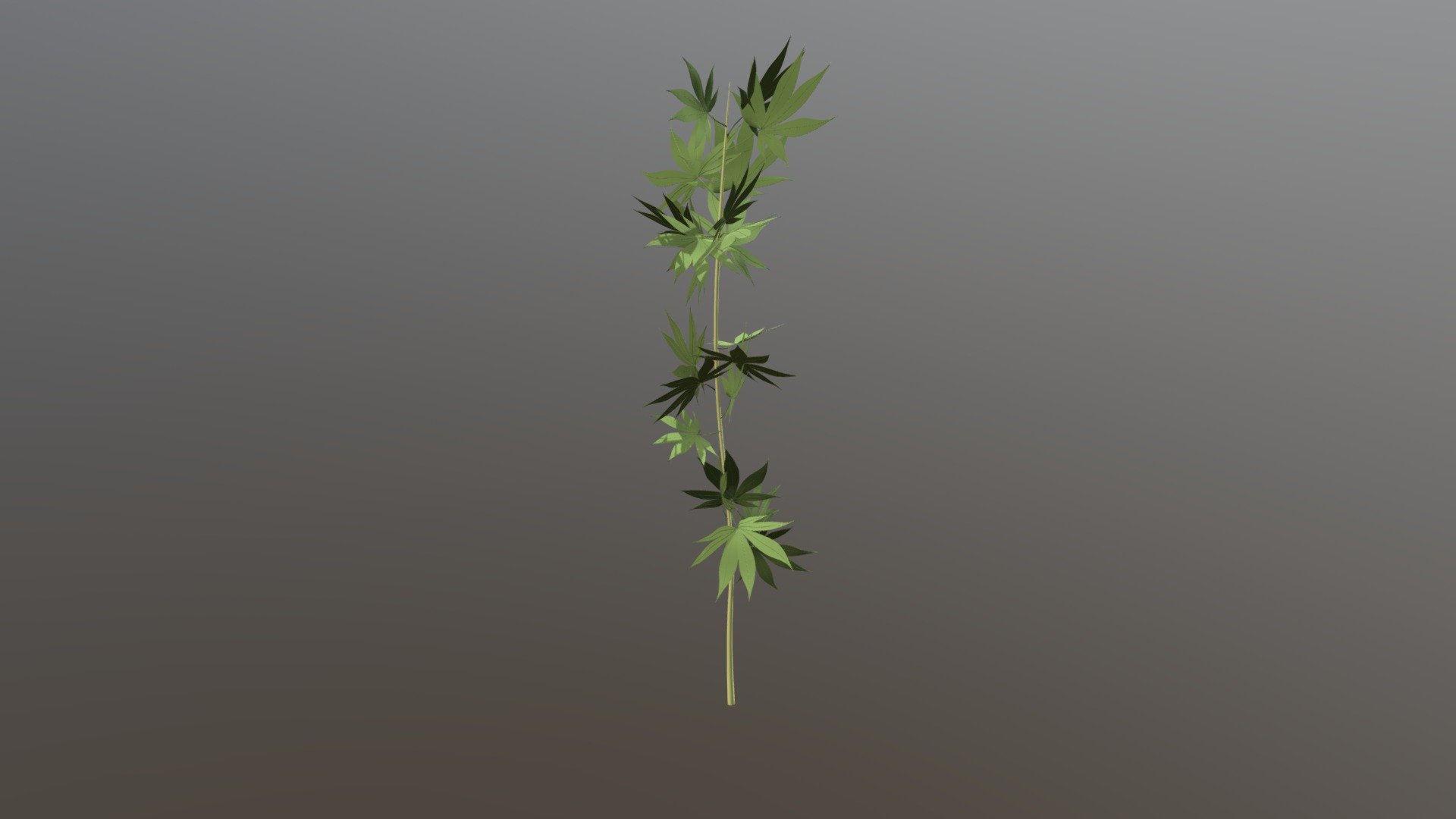 IHemp Hennepplant
