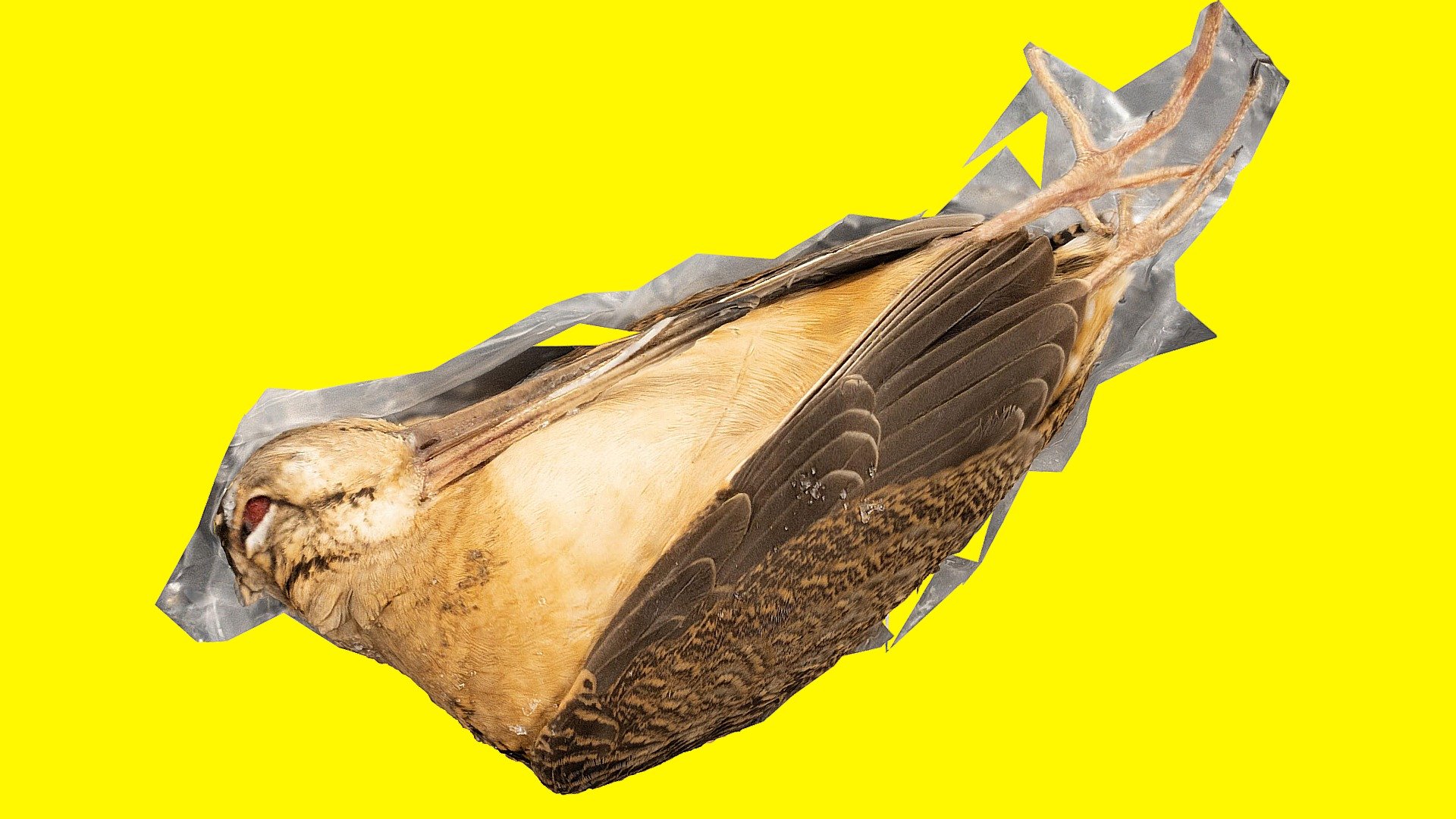 American Woodcock — Sketchfab embed 3D viewer