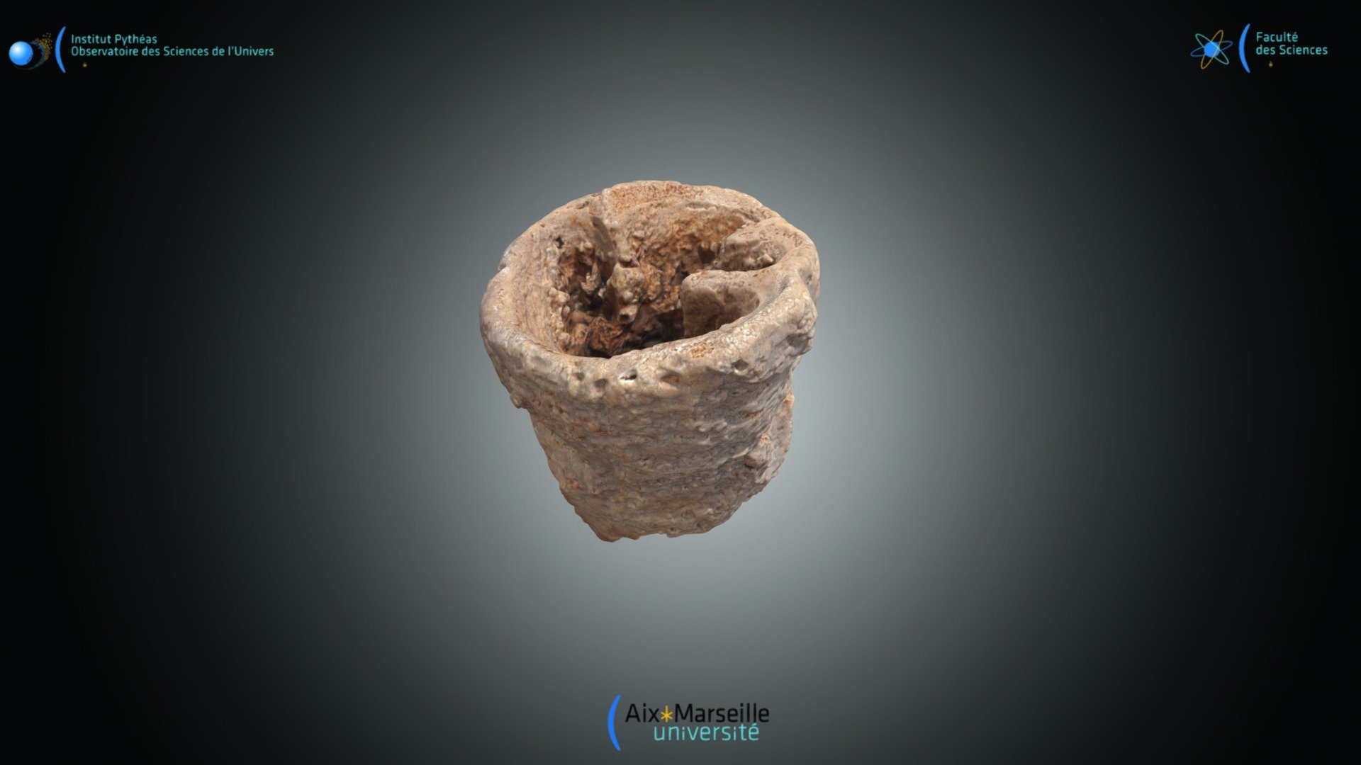 Bivalve - Hippurites resectus