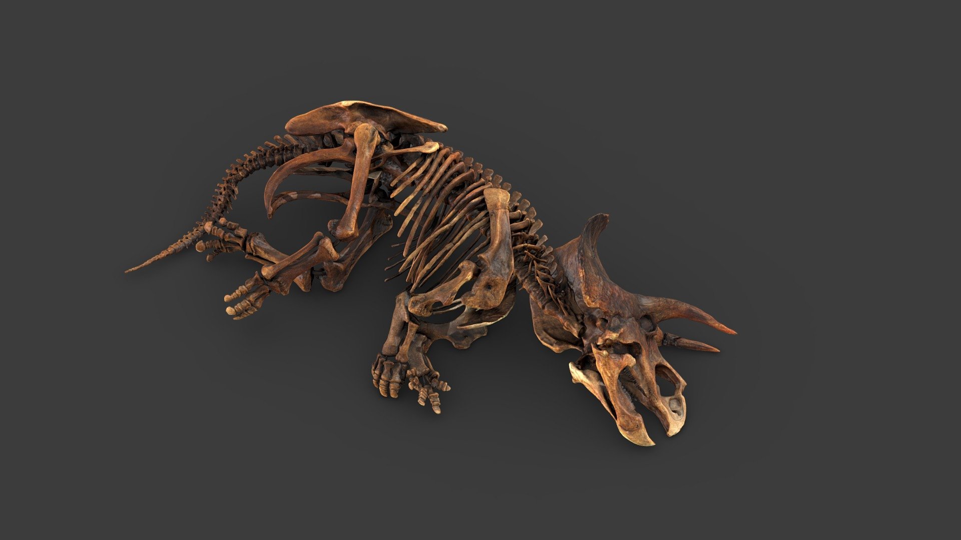 Triceratops Horridus Marsh Download Free 3d Model By The Smithsonian Institution Smithsonian 
