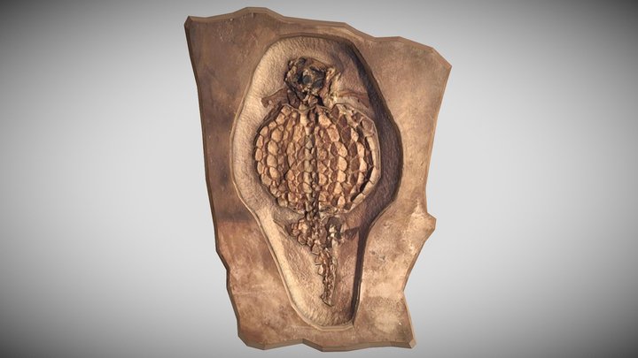 Sinocyamodus xinpuensis Fossil – Kostenloses 3D-Modell STL