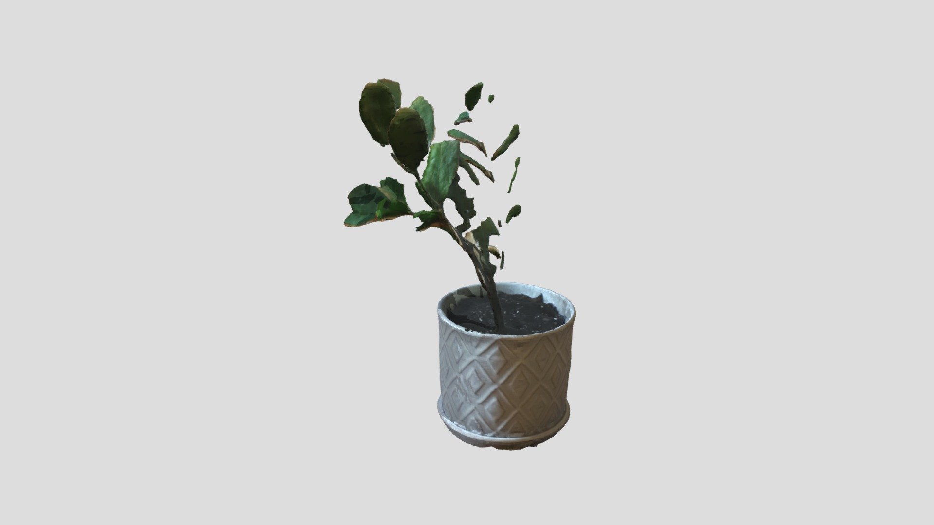 Plant
