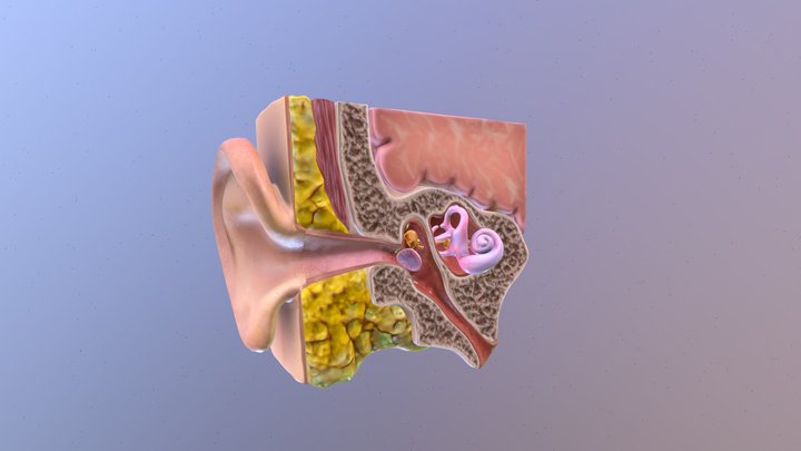 Ear Cross Section Anatomy 3D Model