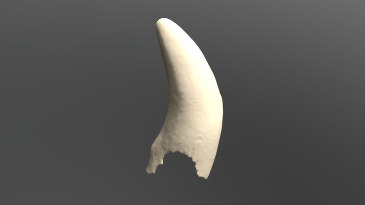 Deciduous Canine Canine 3D Model