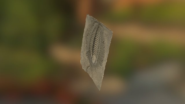 Fotogrametria de Trilobite by J.Velez 3D Model