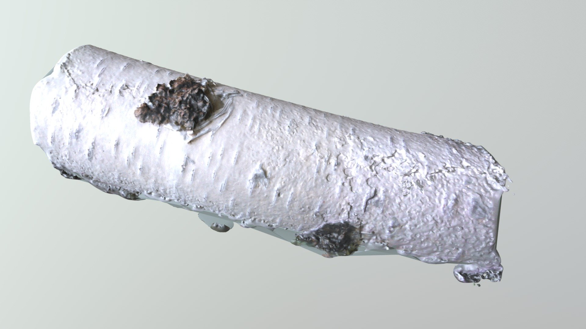 Betula