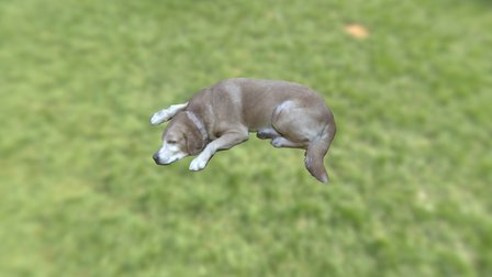sleeping dog 3D Model