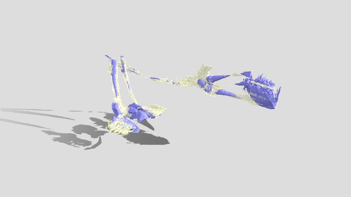 Frogfish pectoral and pelvic fin skeleton 3D Model