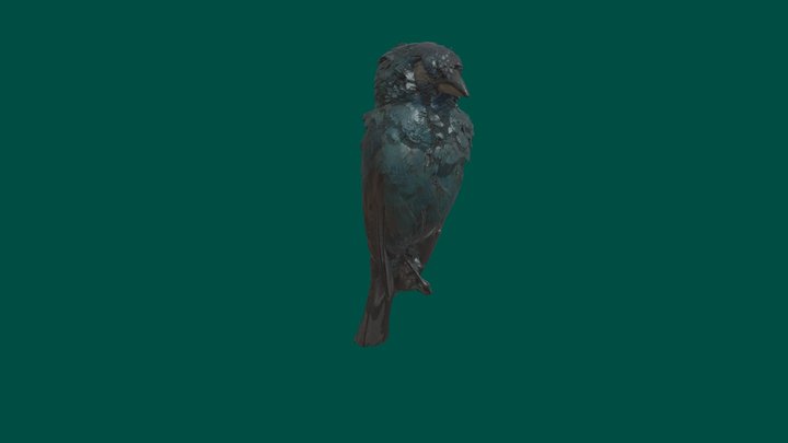 Indigo bunting study skin 3D Model