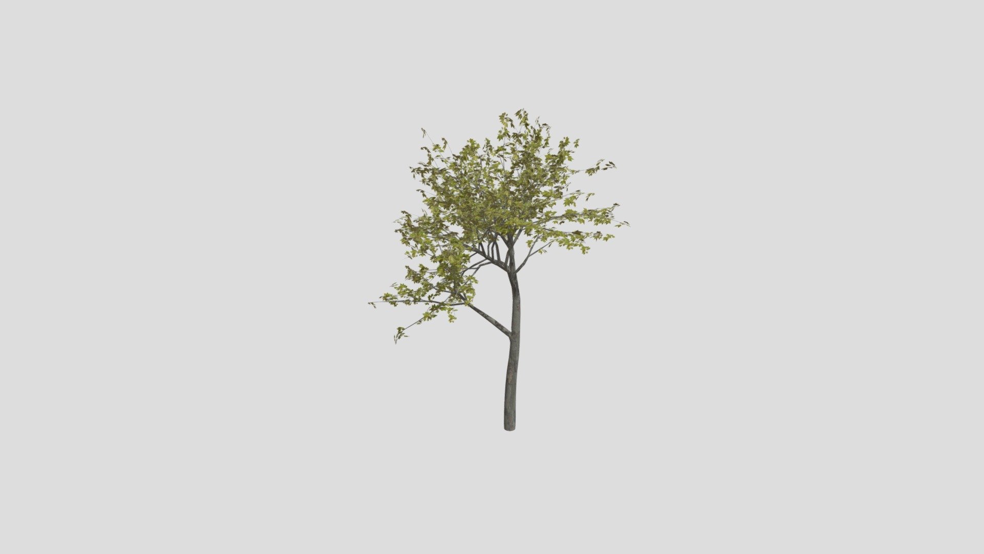 Sycamore maple
