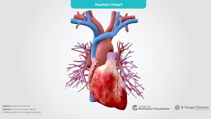 Human Heart with Pulmonary Vessels 3D Model