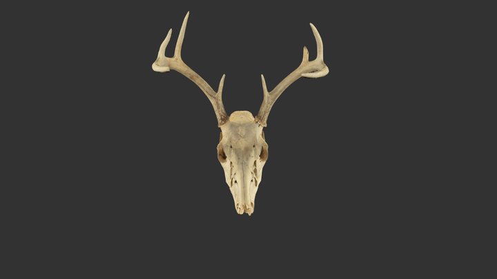 White-tailed deer (Odocoileus virginianus), 3D Model