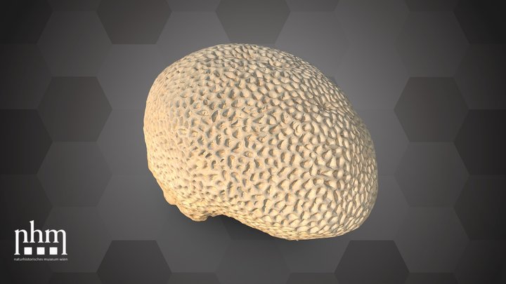 Stony coral (NHMW-ZOO-EV-0000220) – Gratis 3D-model STL