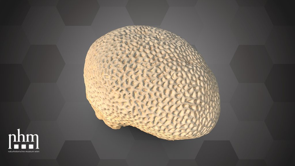 Stony coral (NHMW-ZOO-EV-0000220)