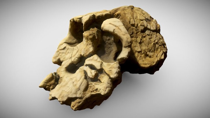 Kenyanthropus Platyops 3D Model