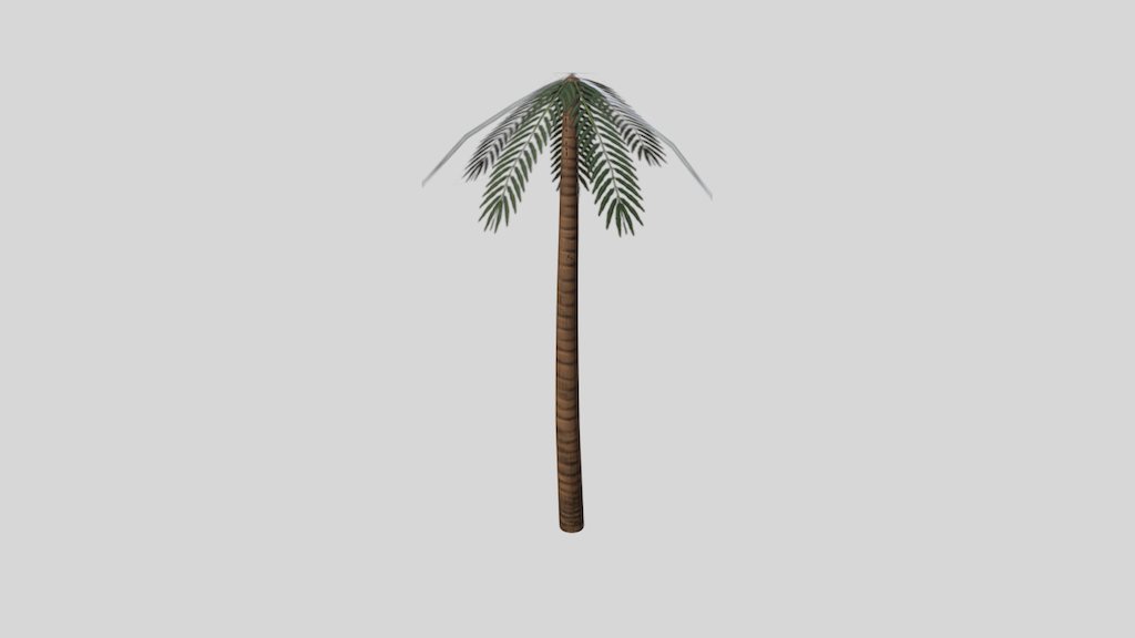 Palm Tree