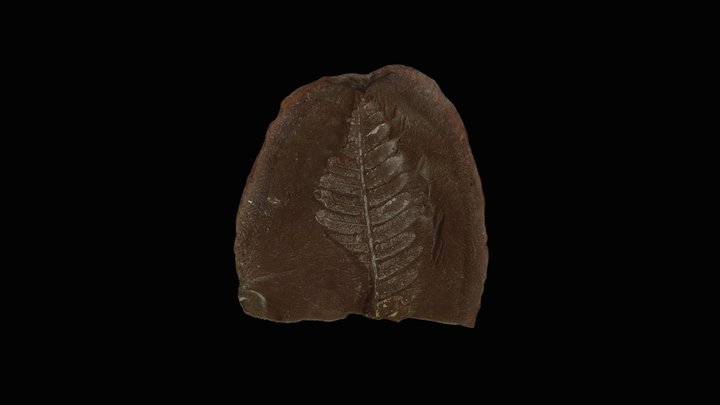 Fossil ED402G MSU Museum 3D Model