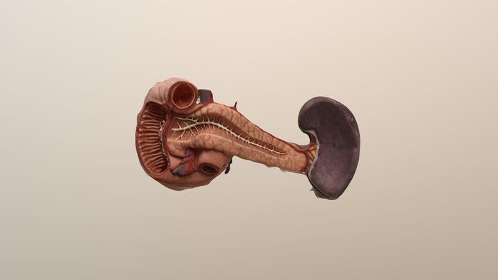 Gross anatomy of the Pancreas 3D Model