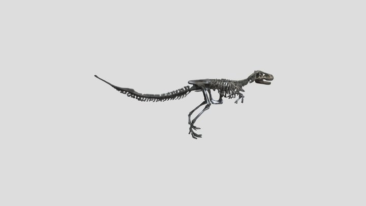 Dino Skeleton Exhibit 3D Model