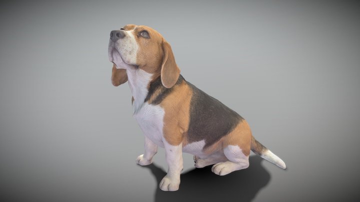 Beagle dog 18 3D Model