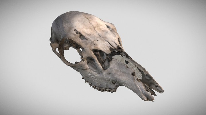 Czaszka Sarny / Deer Skull 3D Model
