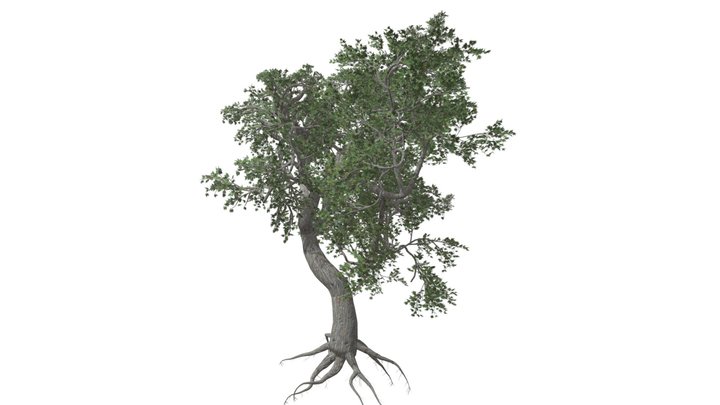 Japanese Maple Tree #09 3D Model