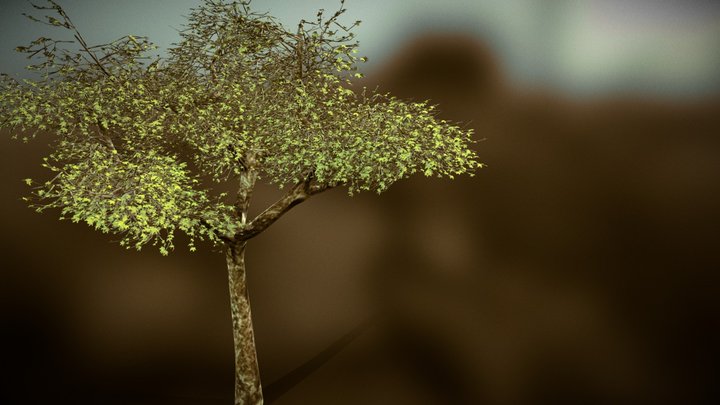 Dry Maple Tree 3D Model