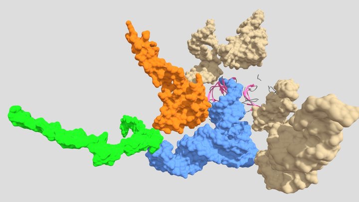tRNA bound to mRNA in ribosome 3D Model