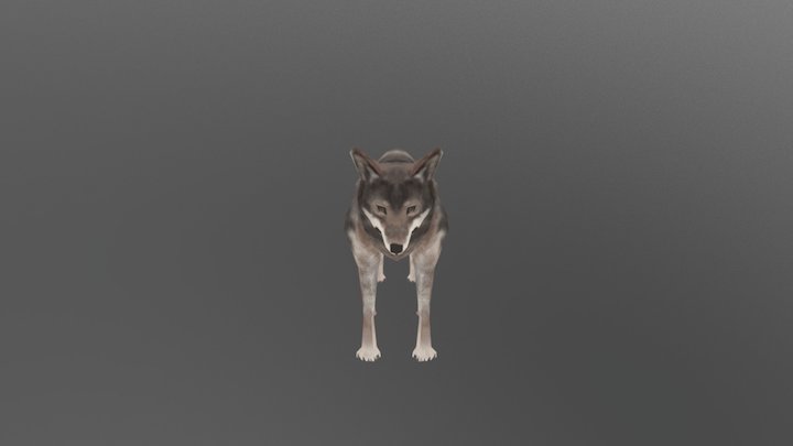 Gray Wolf 3D Model