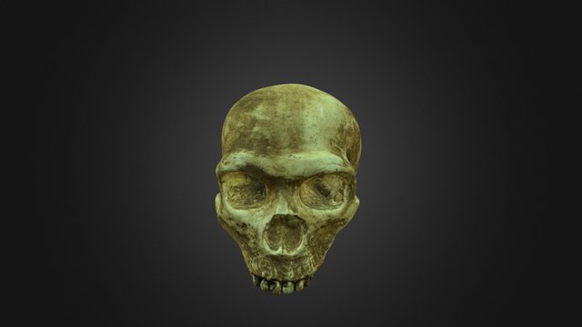 Homo neanderthalensis 3D Model