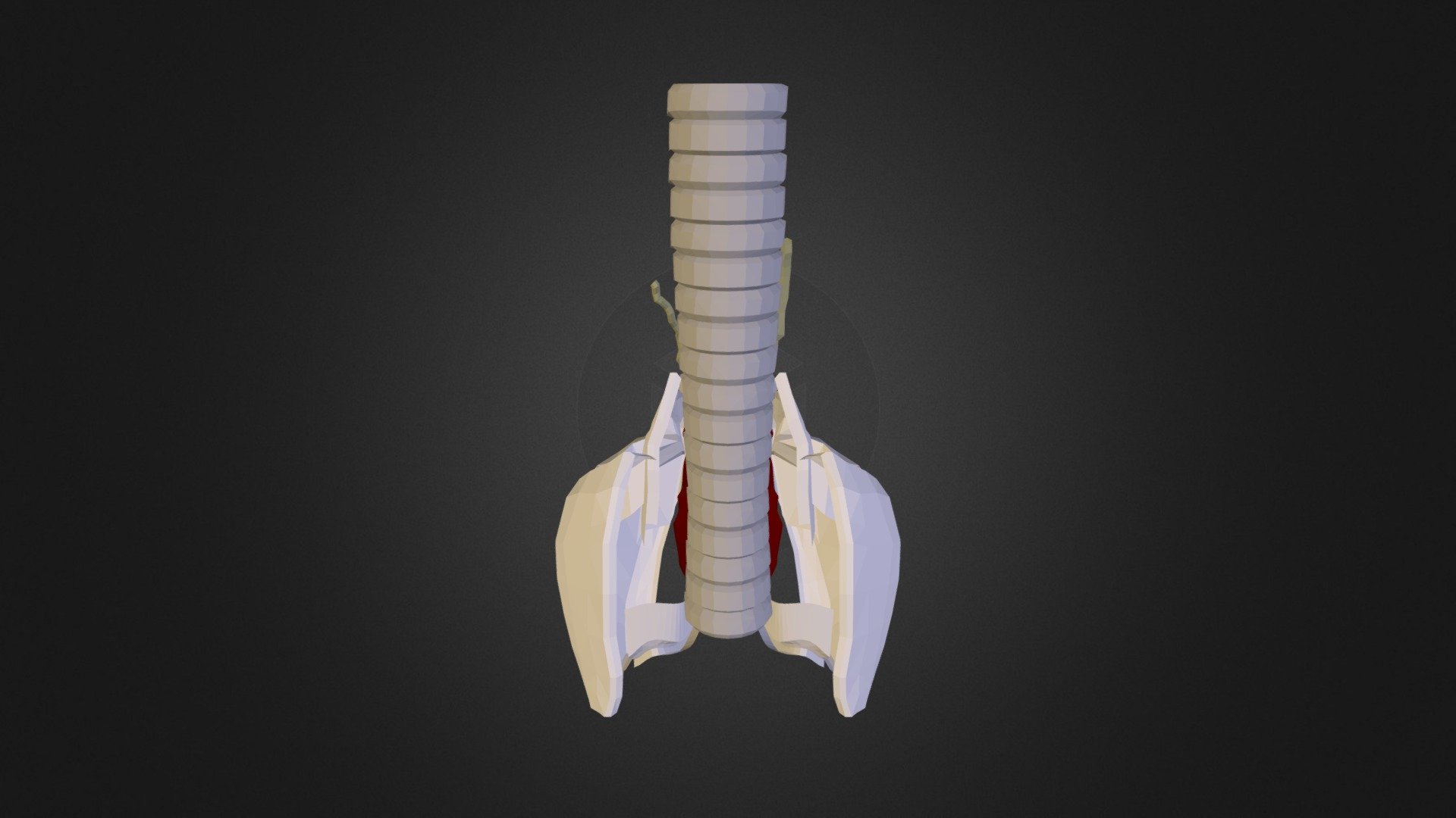 Larynx