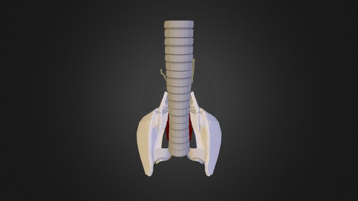 Larynx 3D Model