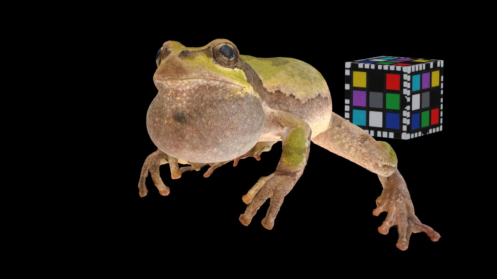 ニホンアマガエル Tree Frog, Dryophytes japonicus