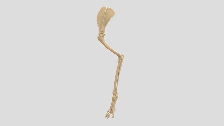 Anatomical: Bones and Cartilage 3D Model