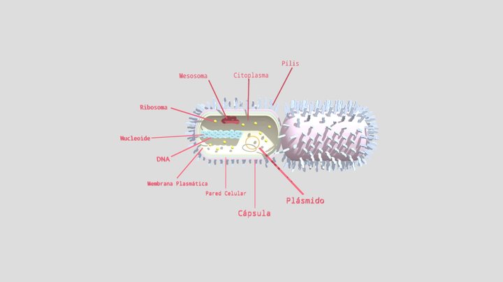 Klebsiella Pneumoniae 3D Model