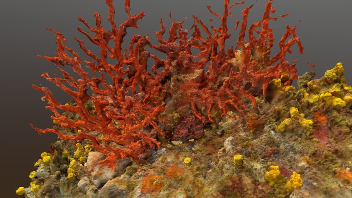 Corallium Rubrum, Scandola, Corsica, France 3D Model
