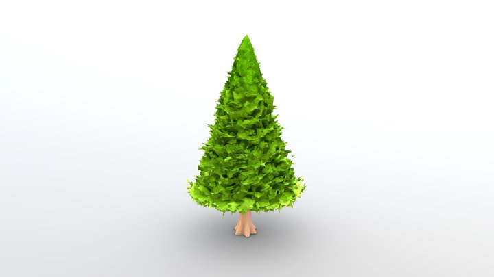 Pinus Tree