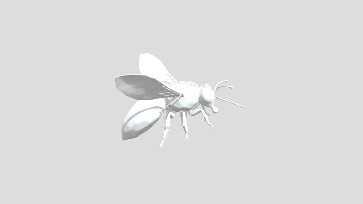 RH King Bee, petrified
