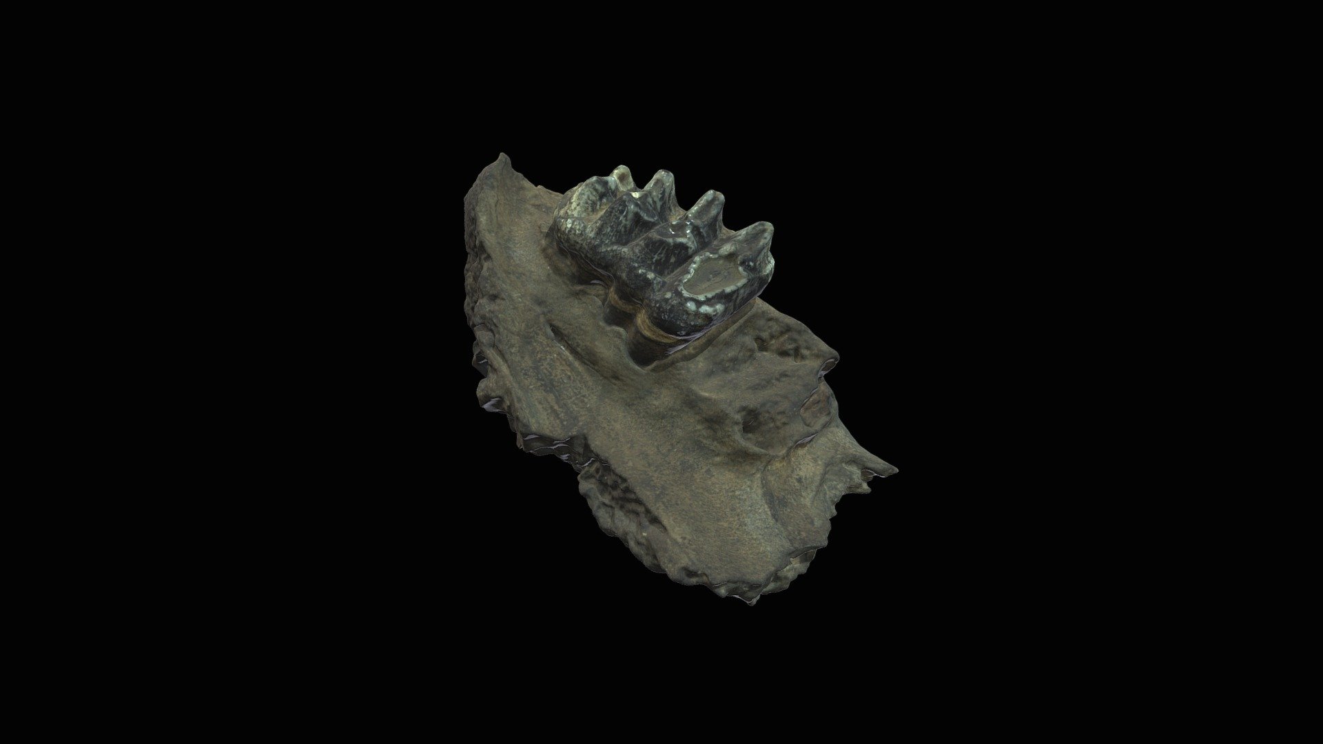 American mastodon, right maxilla with molar.