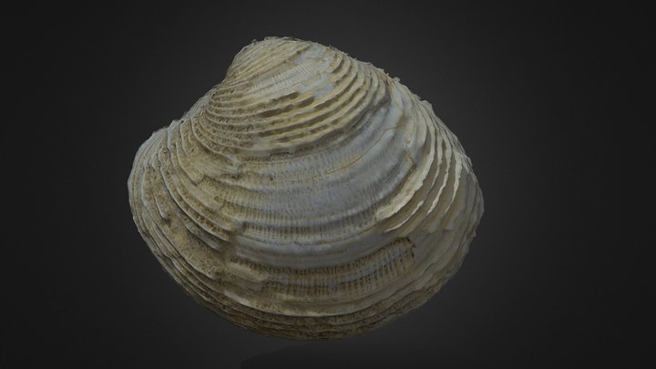 Venus nux Gmelin, 1791 3D Model