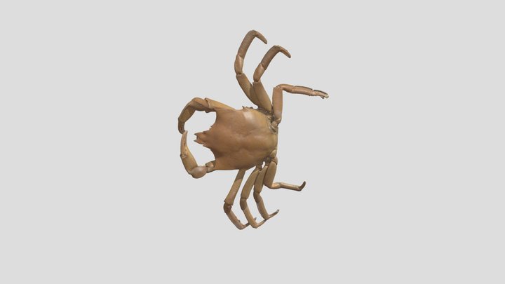 Kelp Crab 3D Model